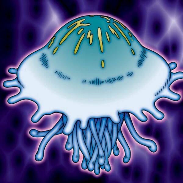 File:Jellyfish.jpg